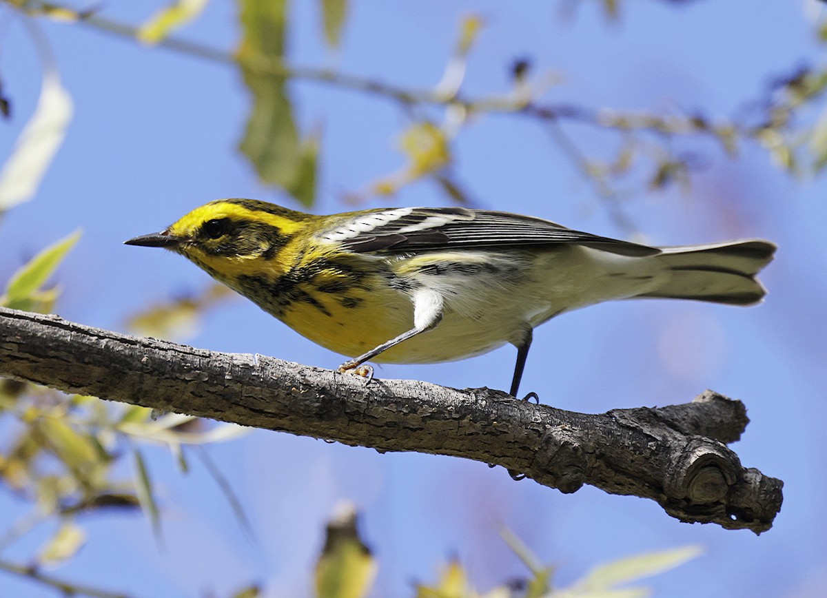 Townsend's Warbler - ML642831629