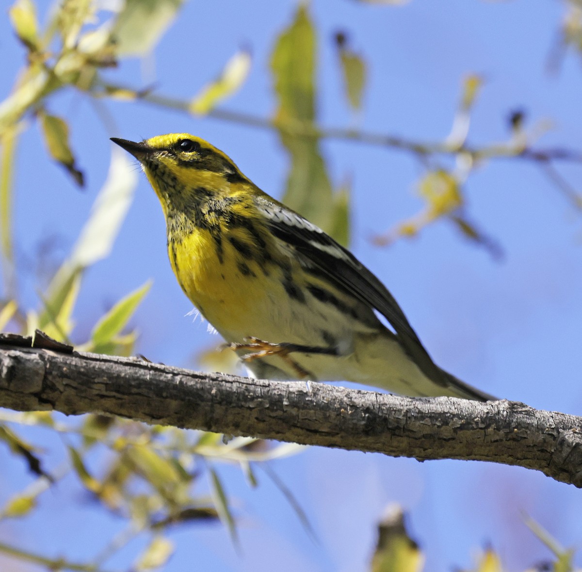 Townsend's Warbler - ML642831630