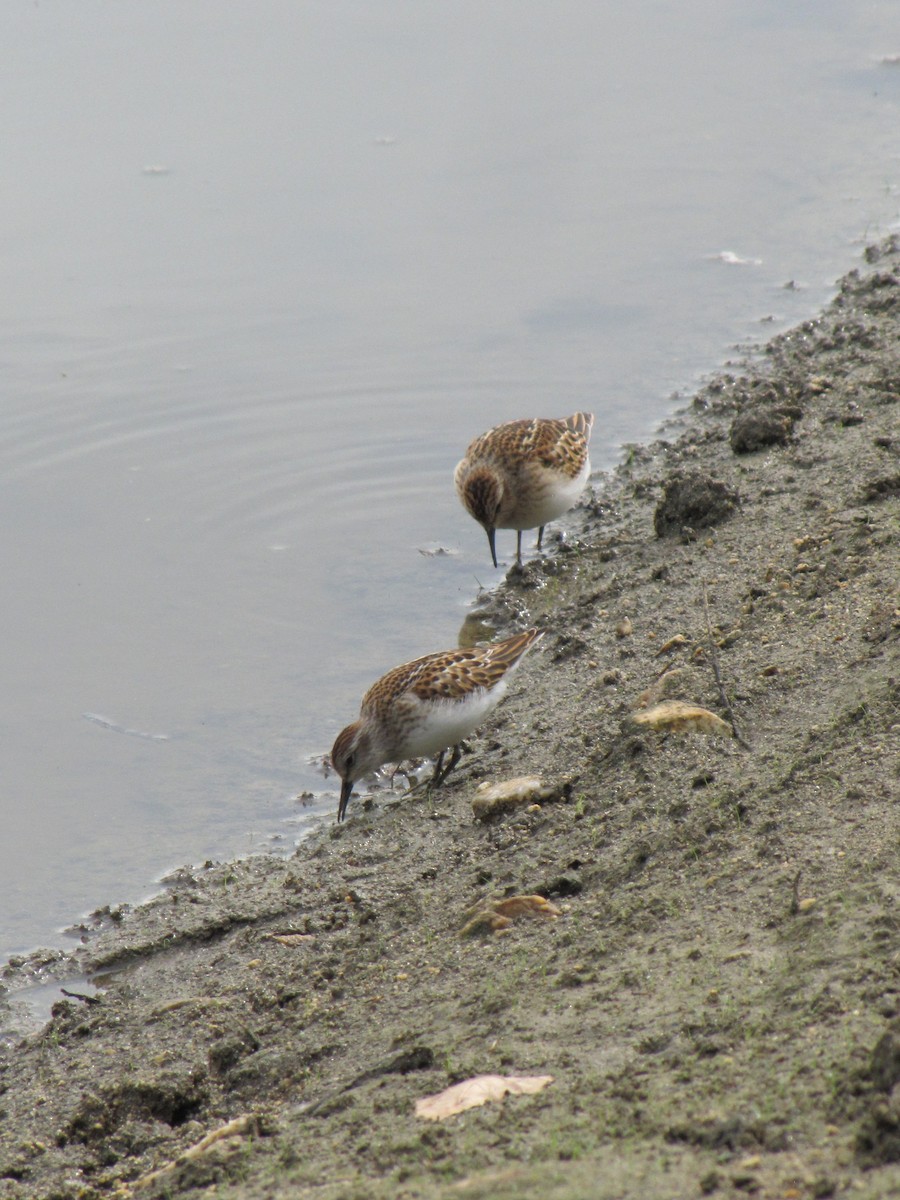 pygmésnipe - ML642831631