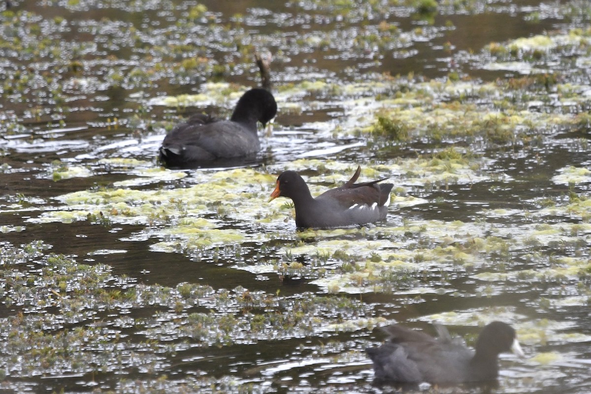 Common Gallinule - ML642831633