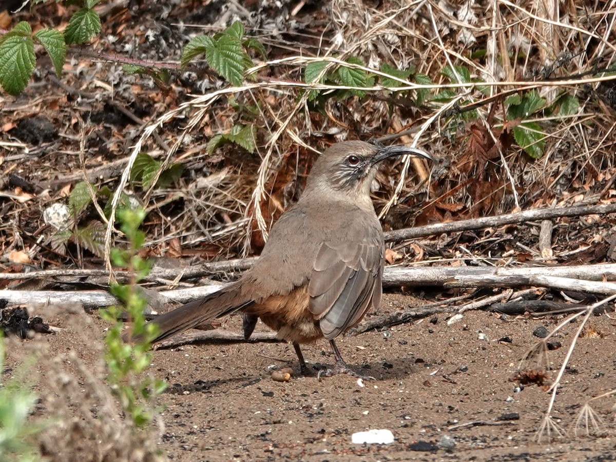 California Thrasher - ML642831638
