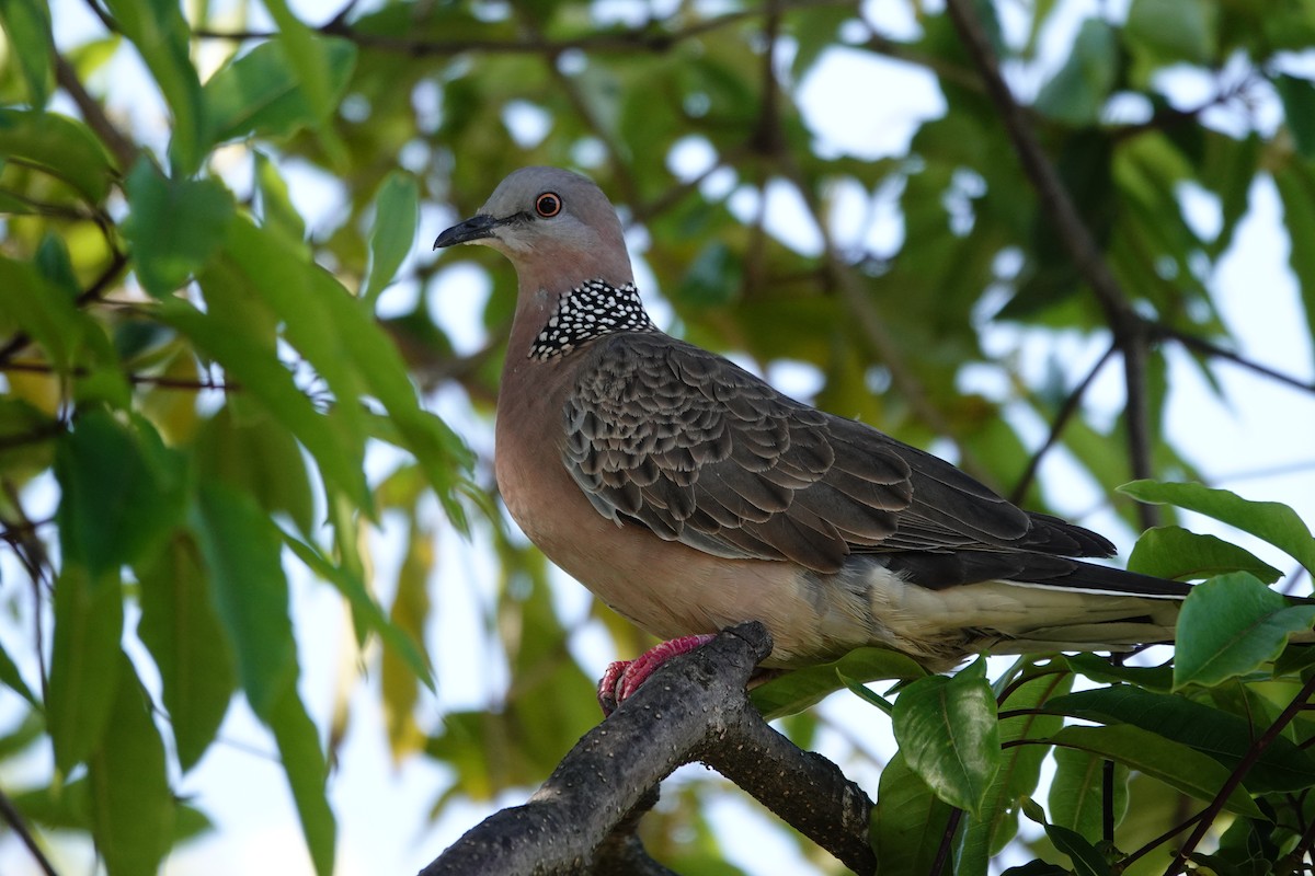Spotted Dove (Eastern) - ML642831639