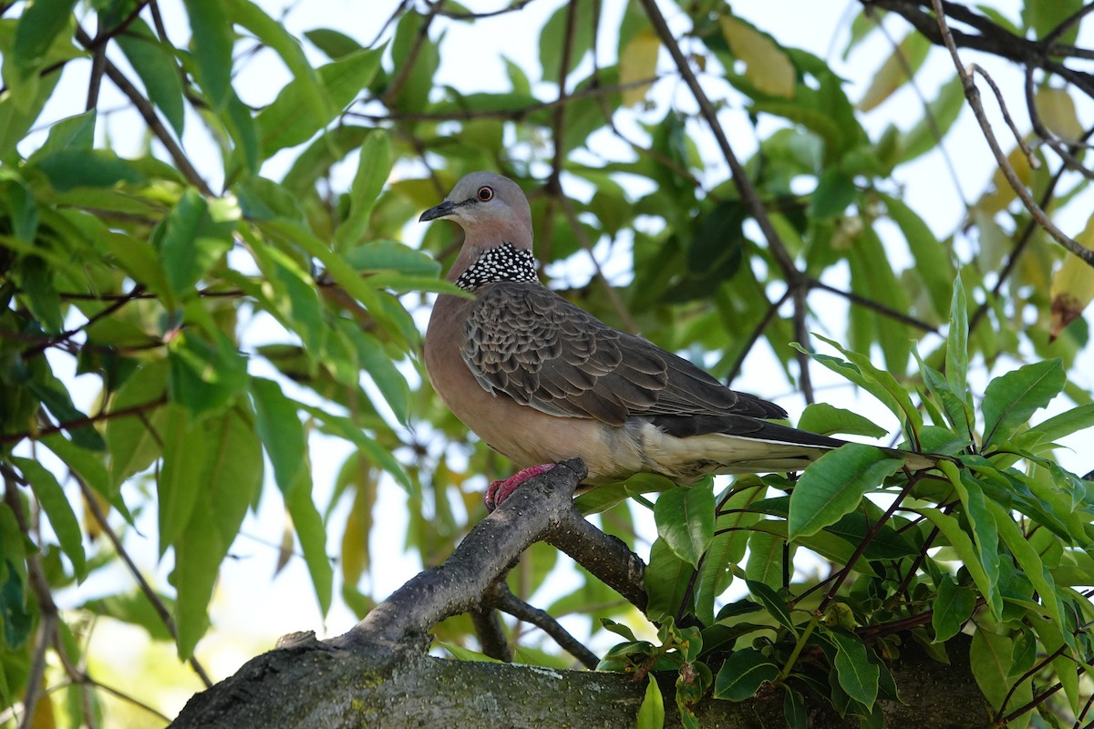 Spotted Dove (Eastern) - ML642831640
