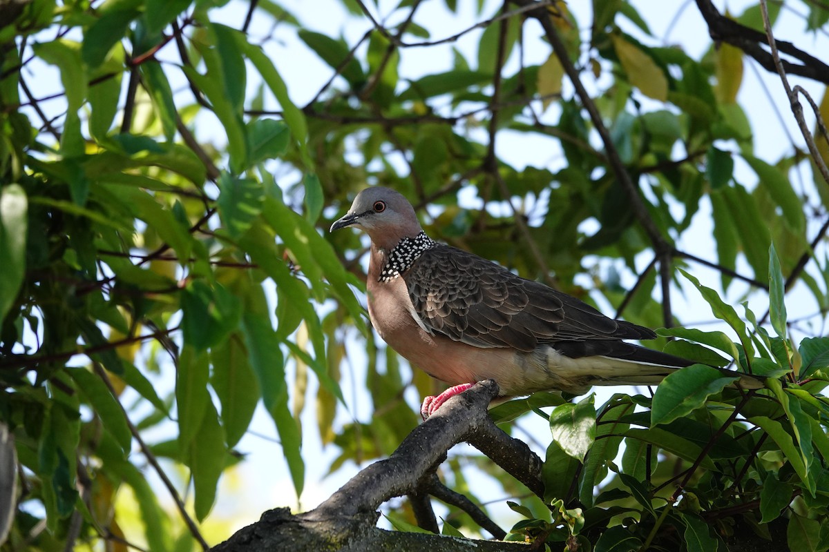 Spotted Dove (Eastern) - ML642831641