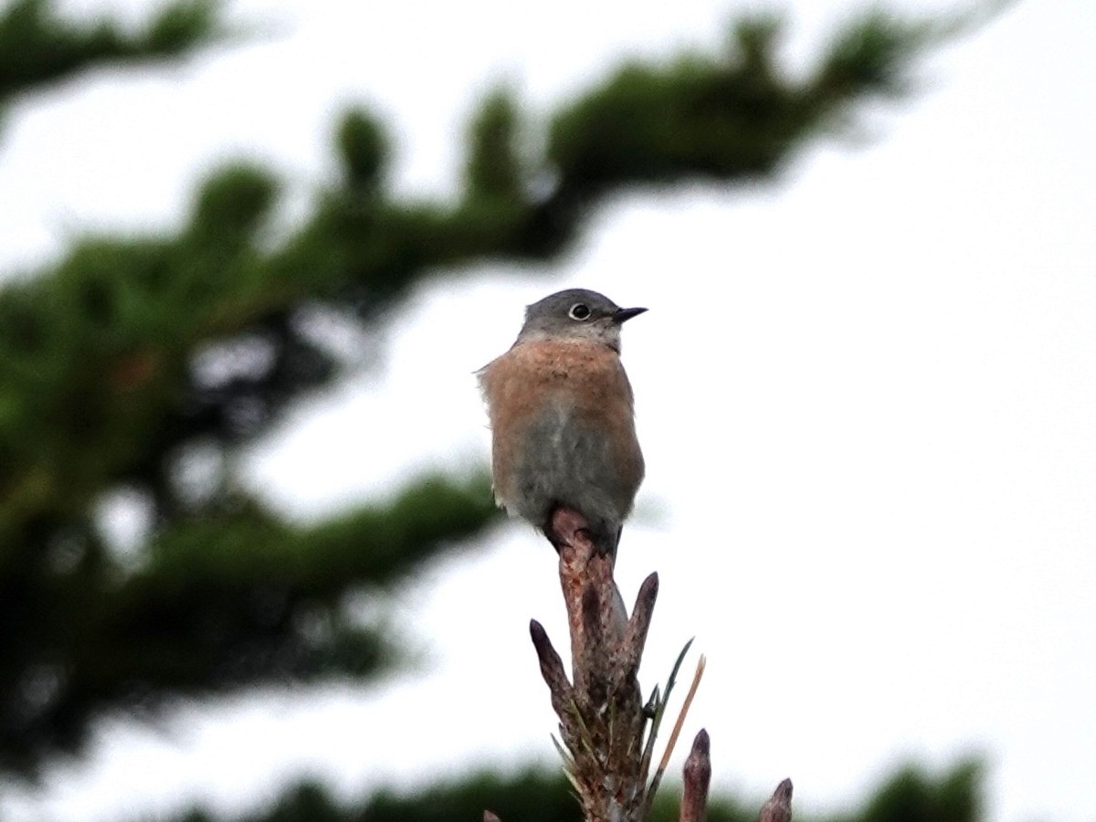 Western Bluebird - ML642831642