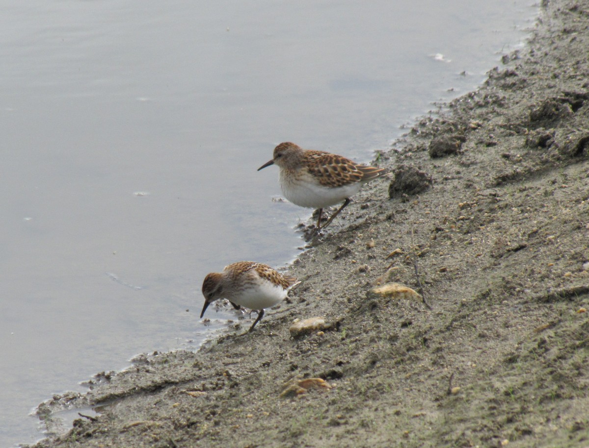 pygmésnipe - ML642831644
