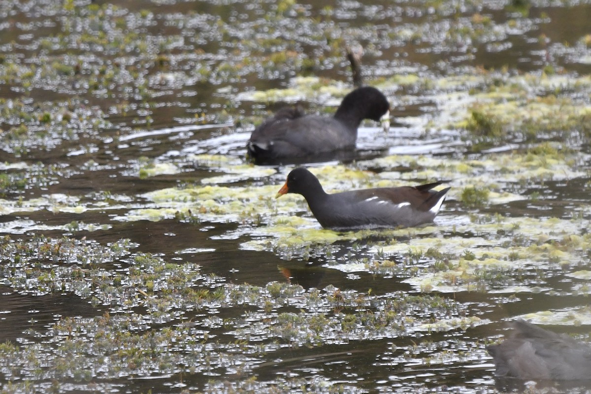Common Gallinule - ML642831646
