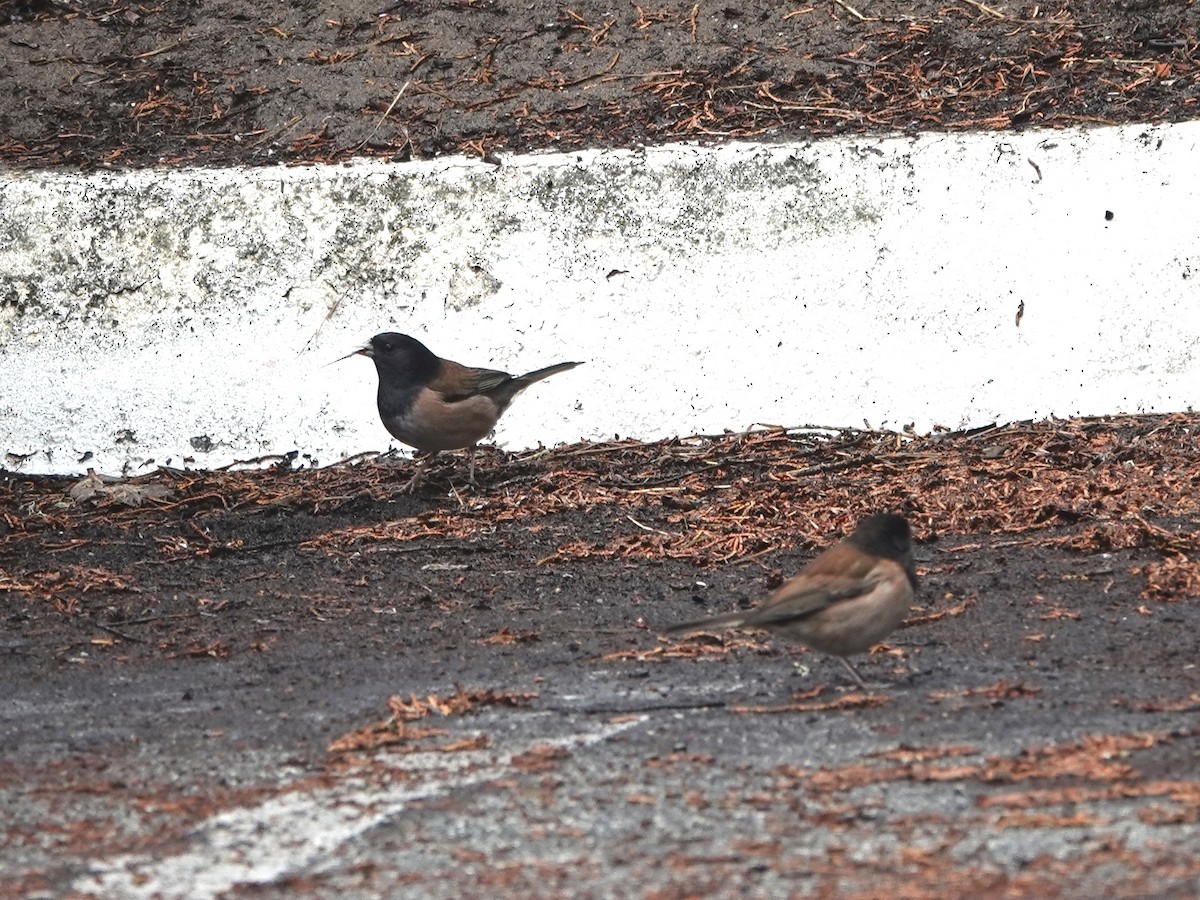 Dark-eyed Junco - ML642831649