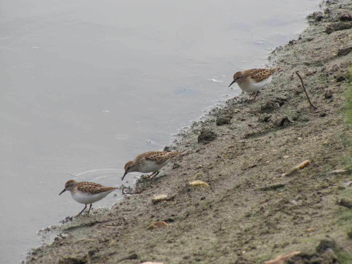 pygmésnipe - ML642831658