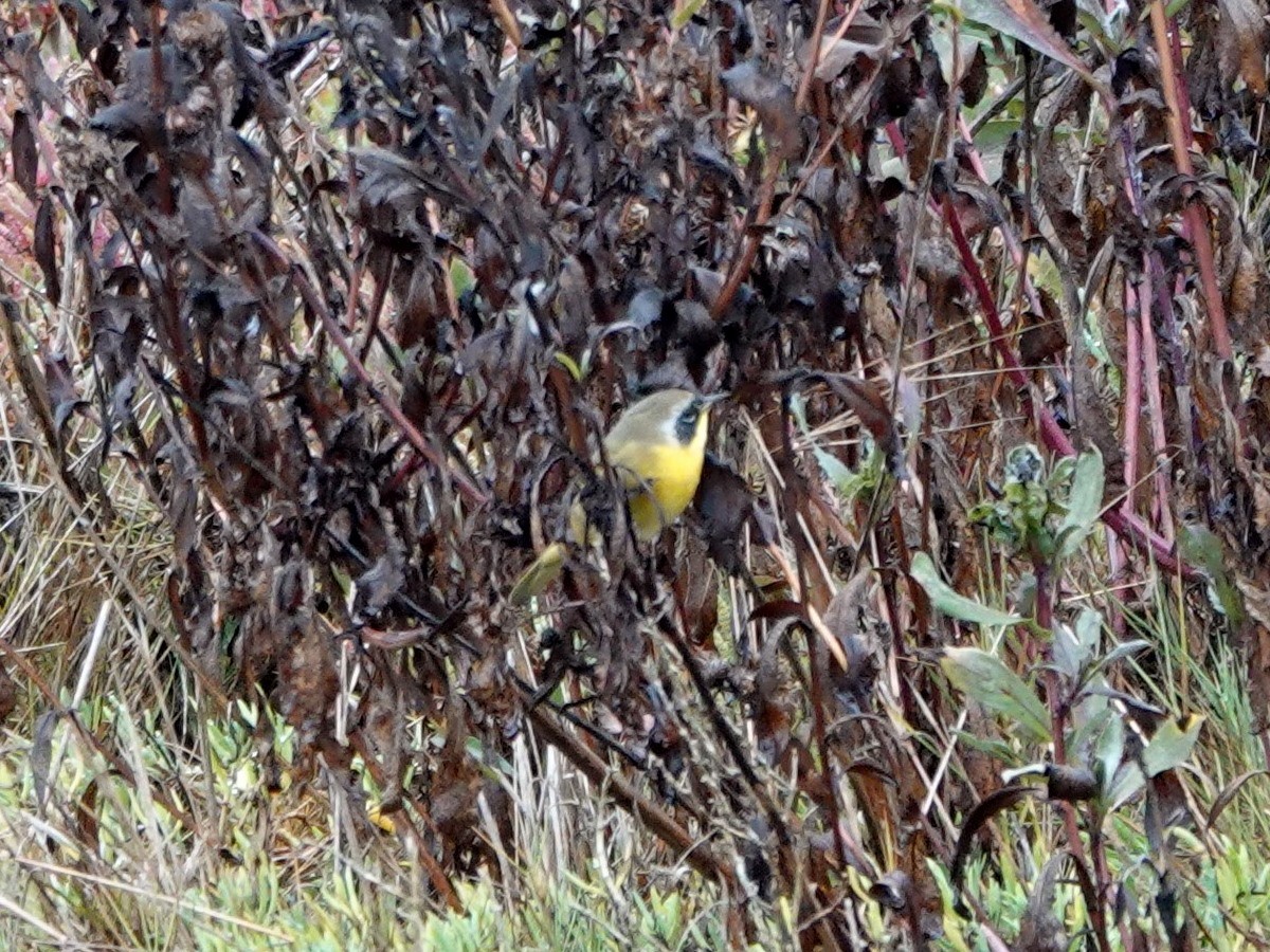 Common Yellowthroat - ML642831665