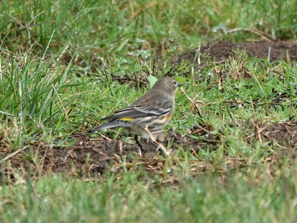 Yellow-rumped Warbler - ML642831668