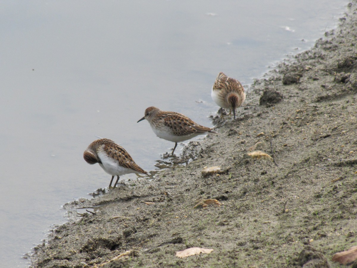 pygmésnipe - ML642831669