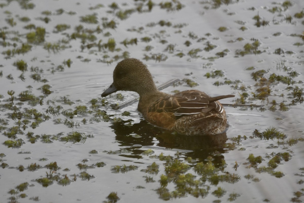 American Wigeon - ML642831671