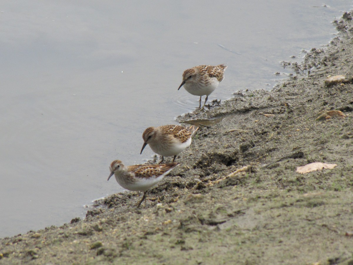 pygmésnipe - ML642831672