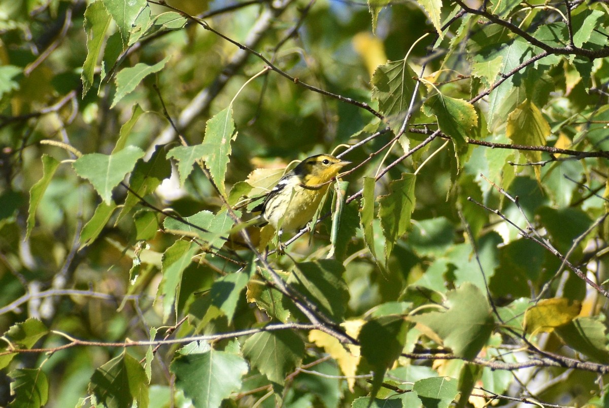 lesňáček jedlovcový - ML642831675