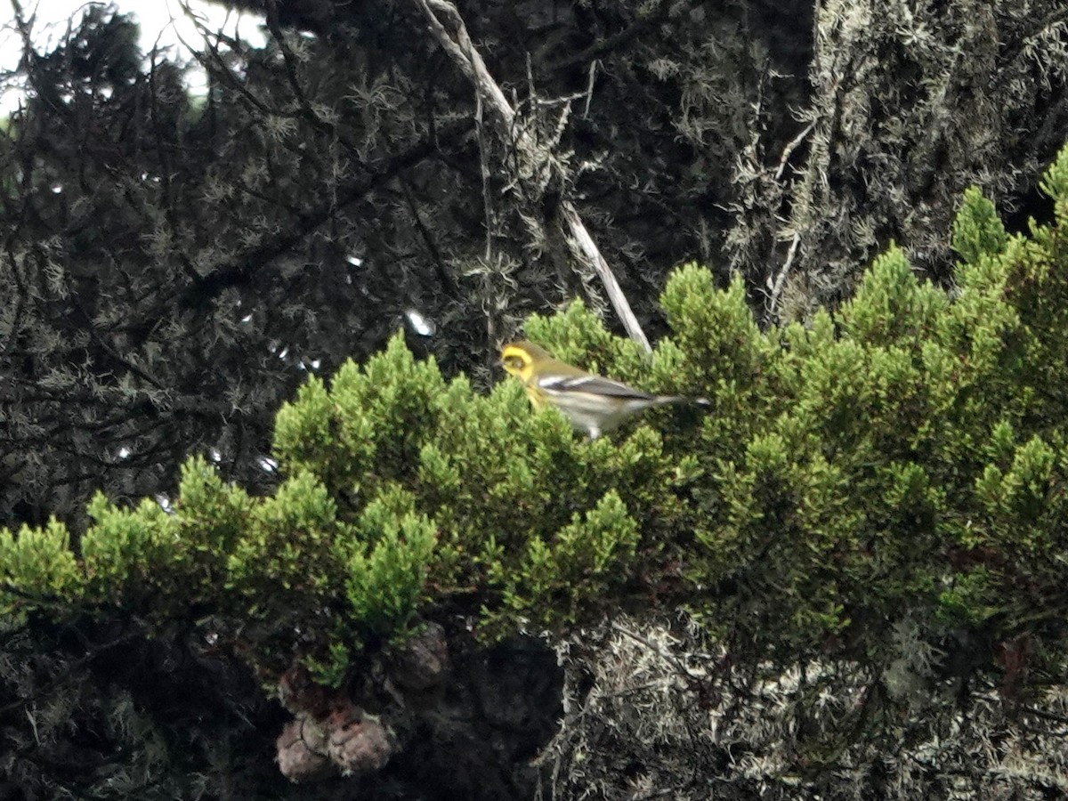 Townsend's Warbler - ML642831677