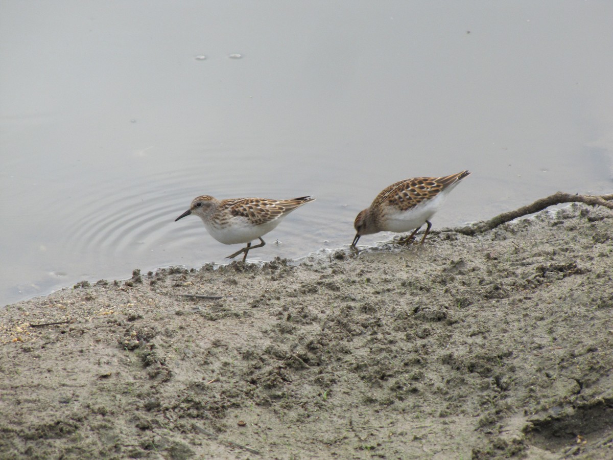 pygmésnipe - ML642831678