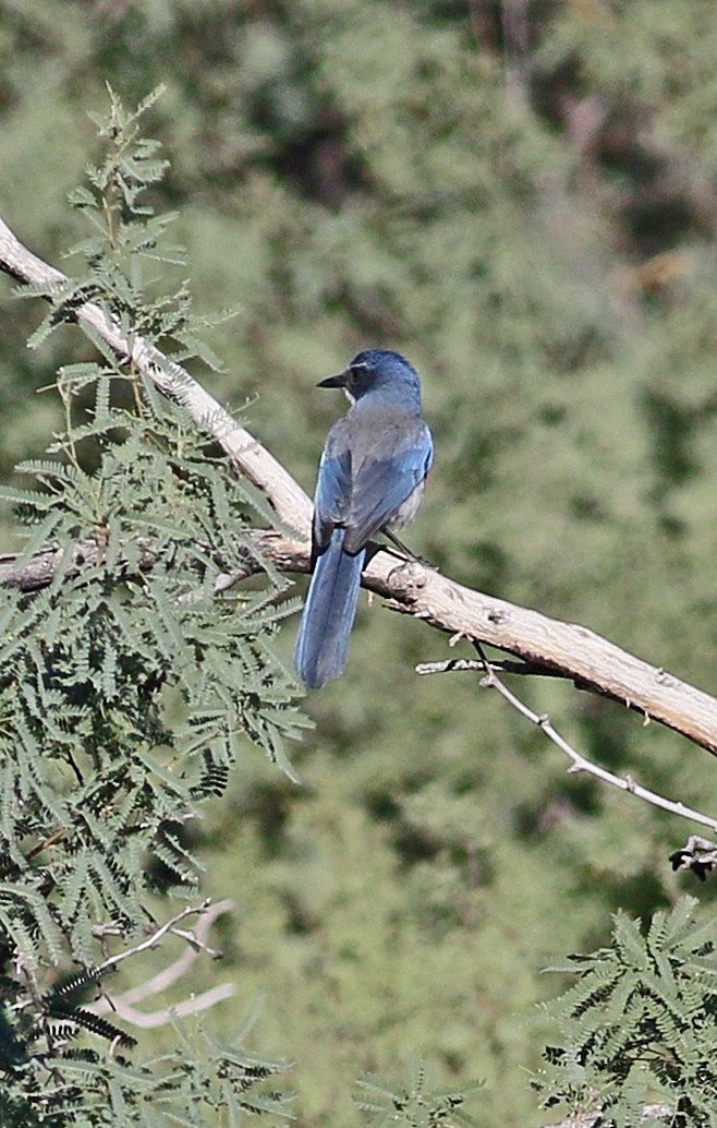 Woodhouse's Scrub-Jay - ML642831681