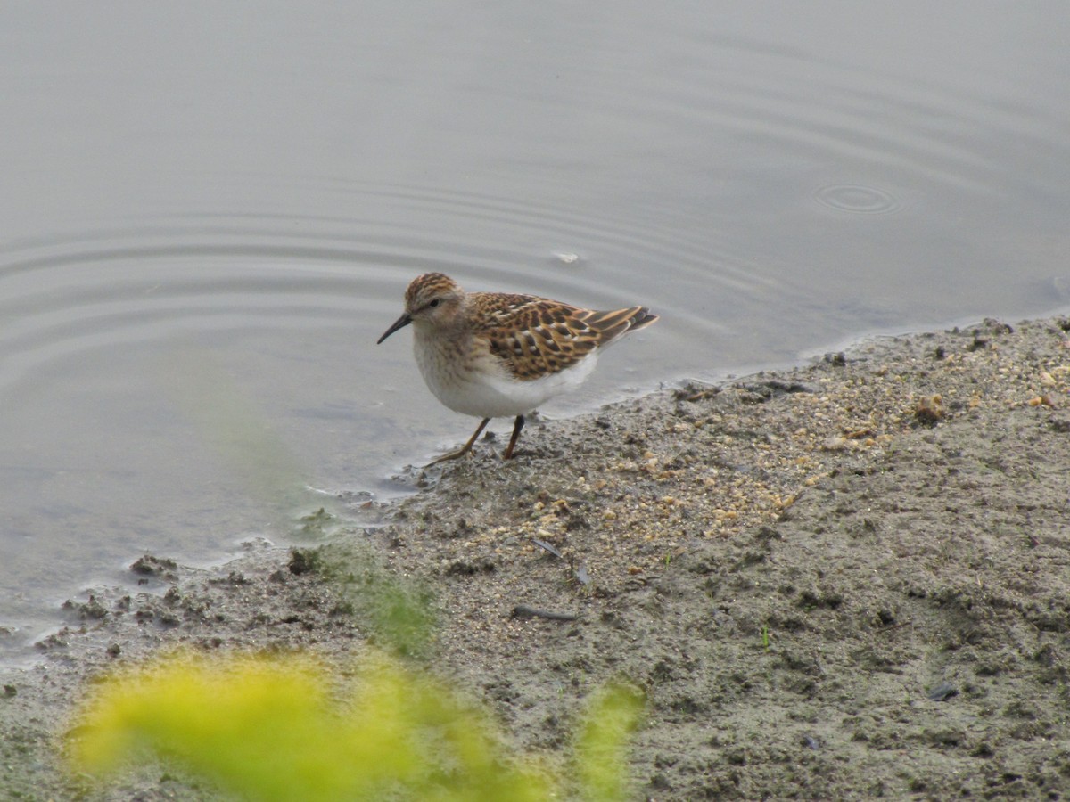 pygmésnipe - ML642831682