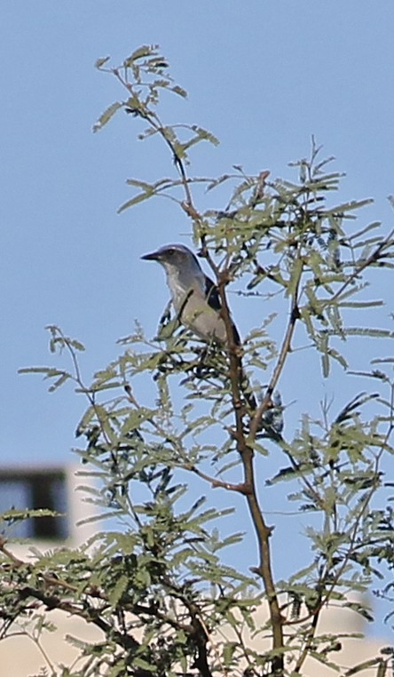 Woodhouse's Scrub-Jay - ML642831691