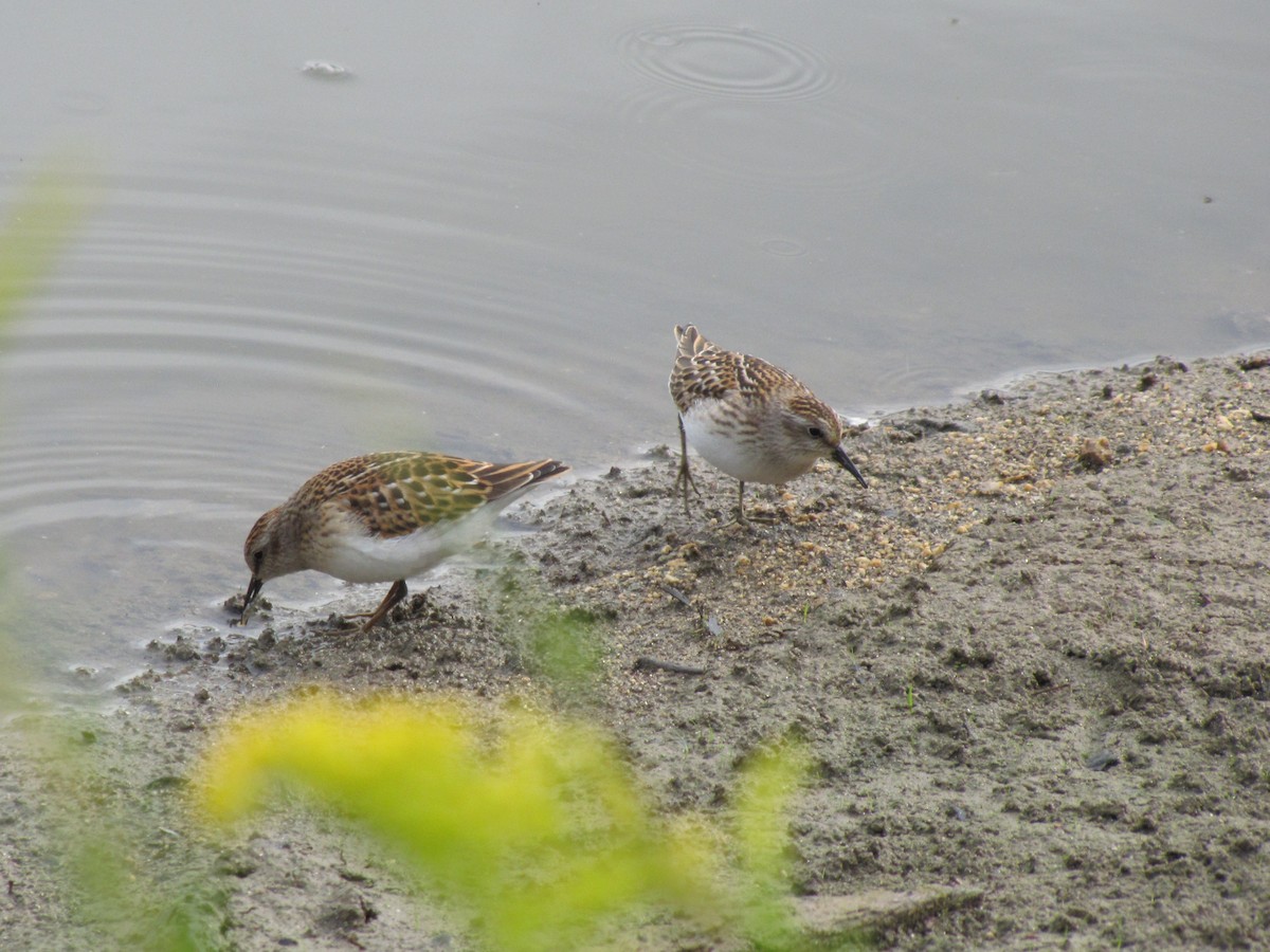 pygmésnipe - ML642831692