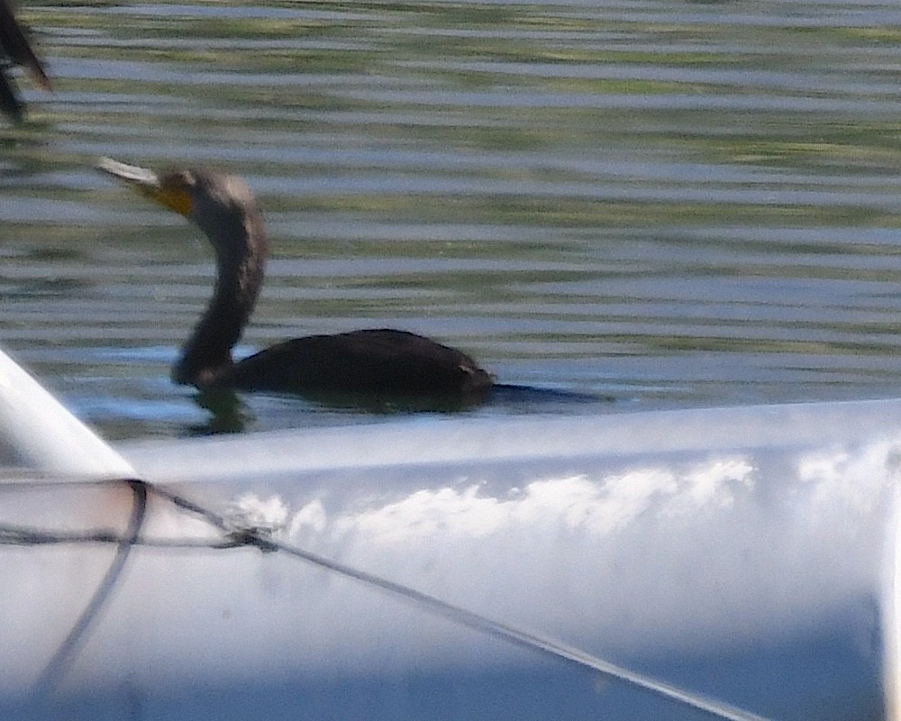 Double-crested Cormorant - ML642831694