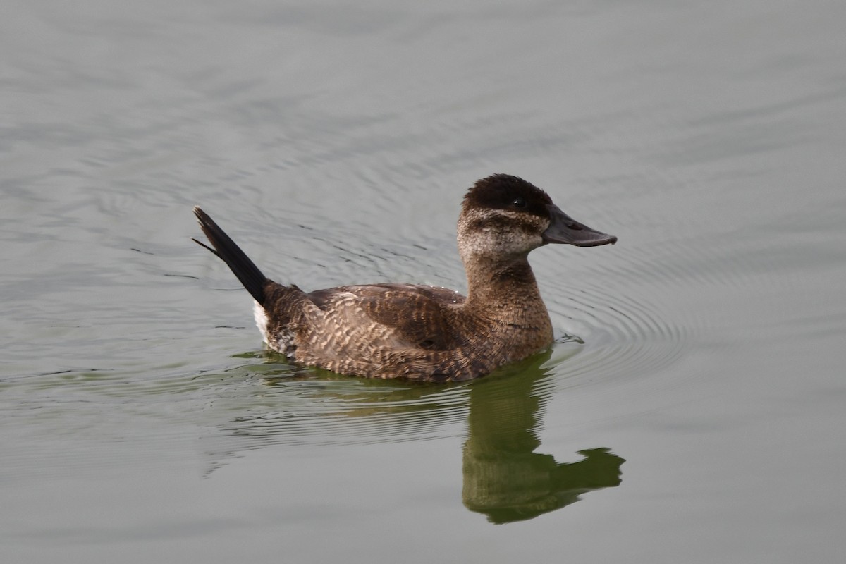 Ruddy Duck - ML642831695
