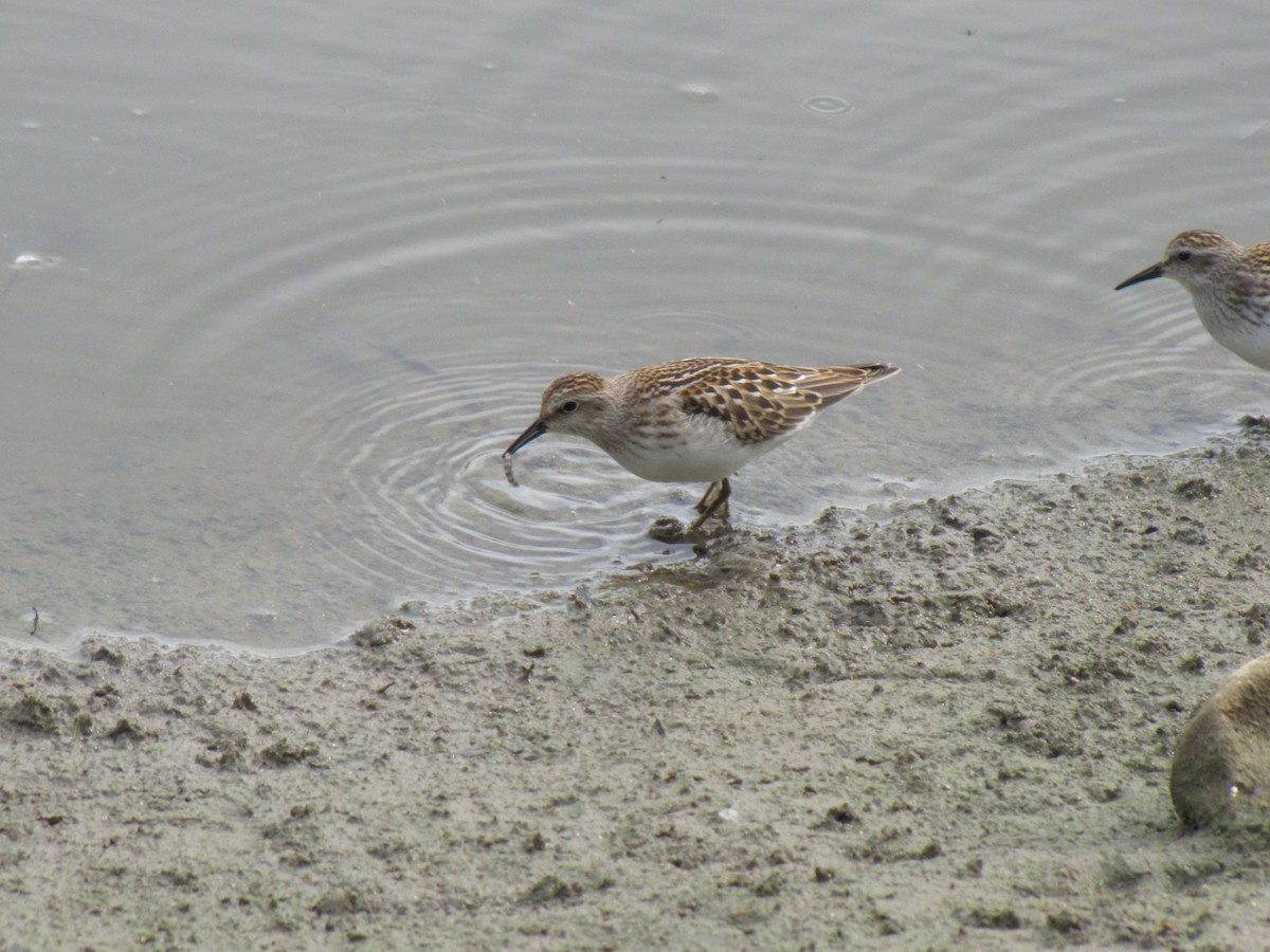 Least Sandpiper - ML642831699