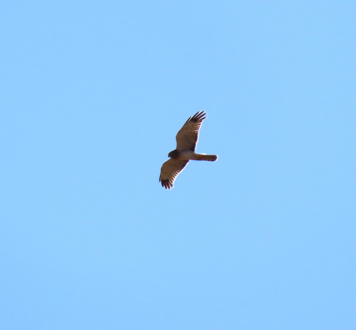 Swainson's Hawk - ML642831700