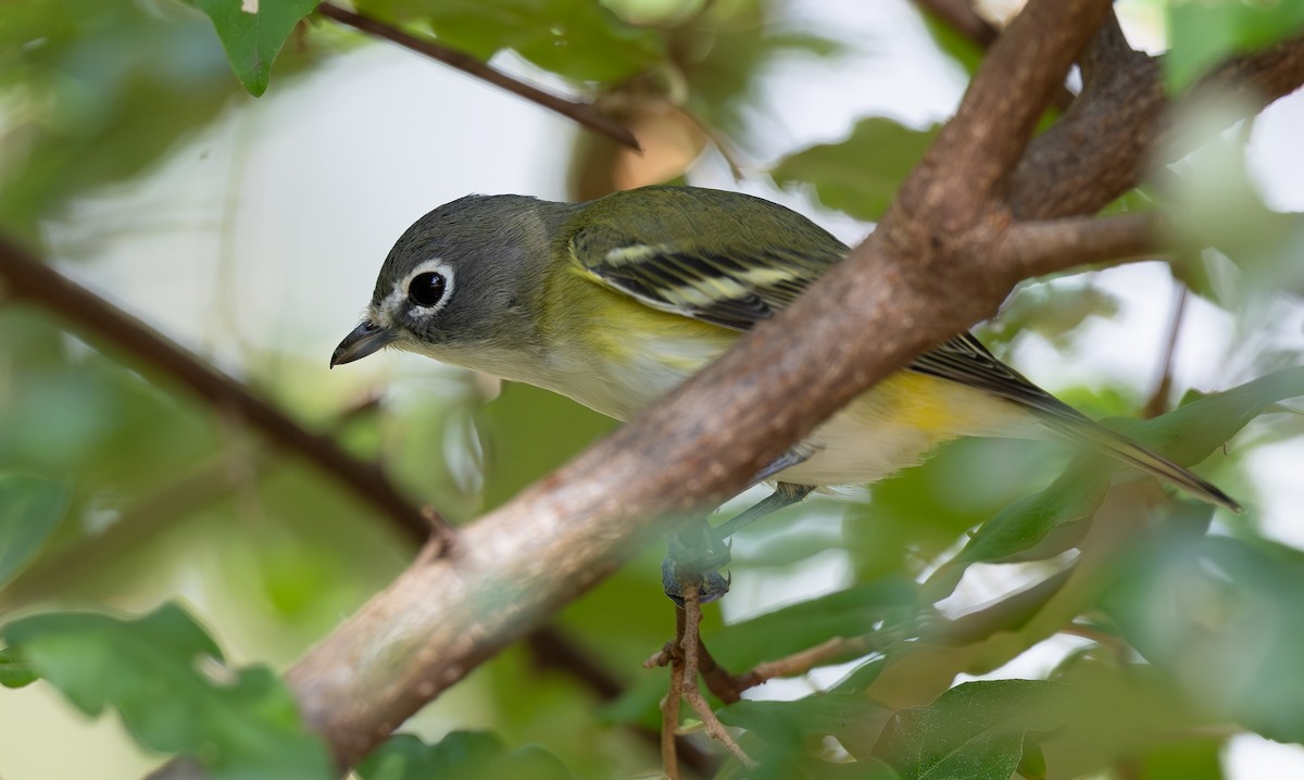 Blue-headed Vireo - ML642831701