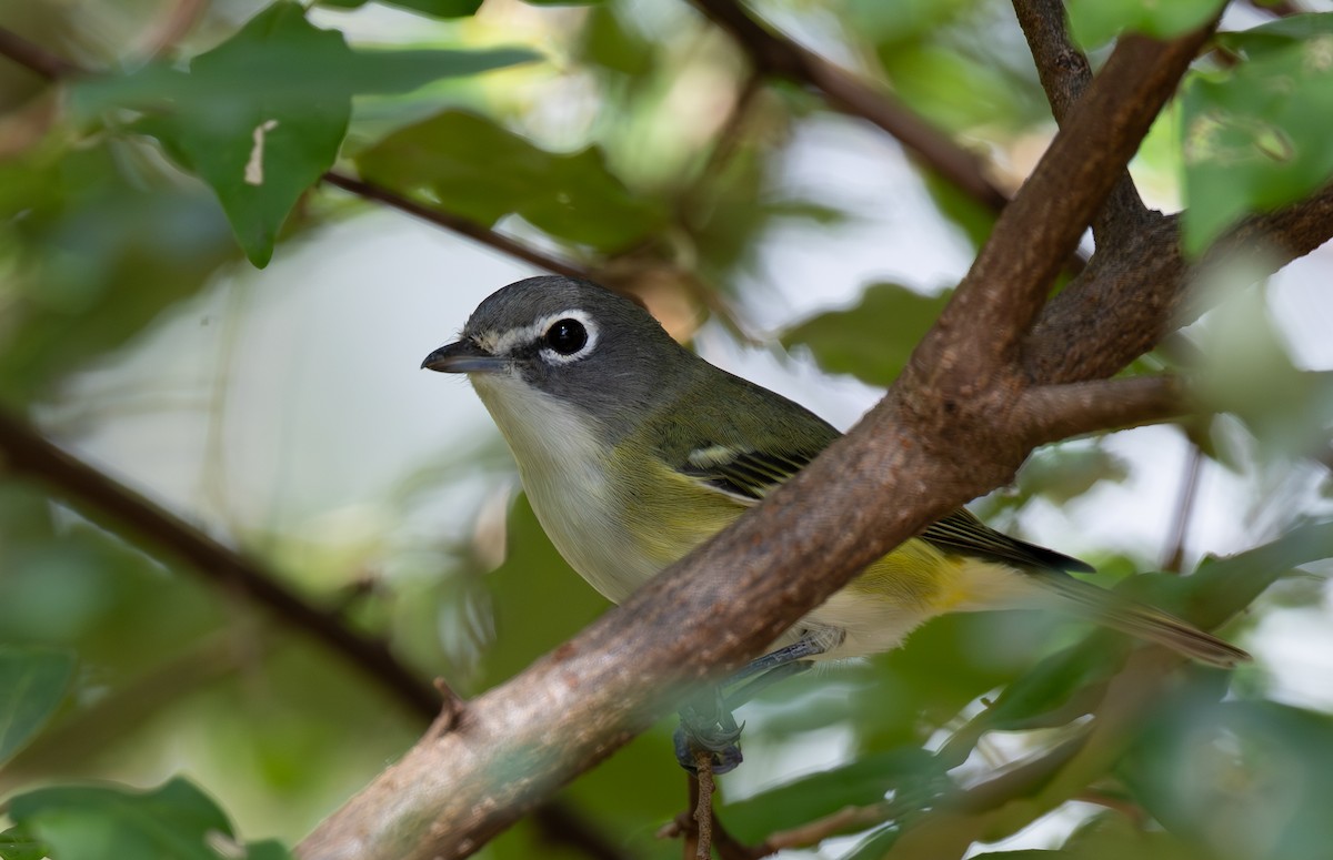 Blue-headed Vireo - ML642831702