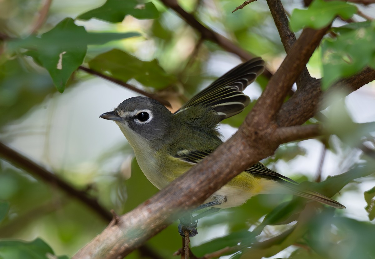 Blue-headed Vireo - ML642831703