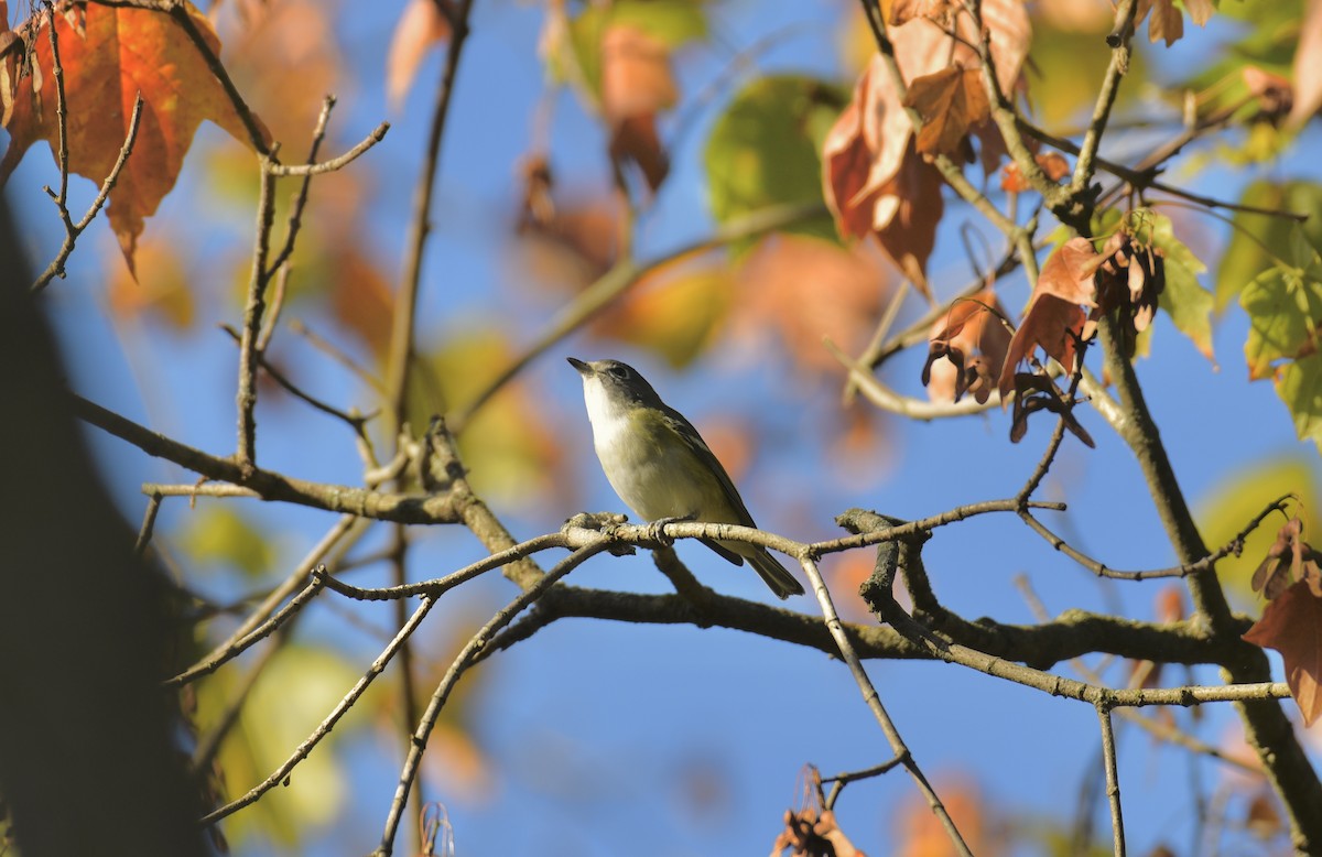 Blue-headed Vireo - ML642831704