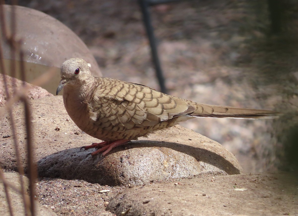 Inca Dove - ML642831705