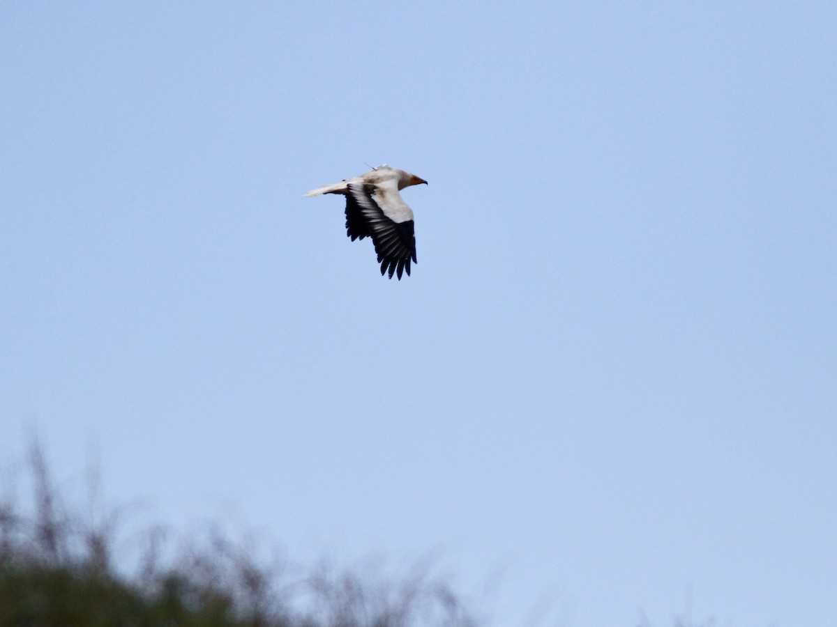 Egyptian Vulture - ML642831706