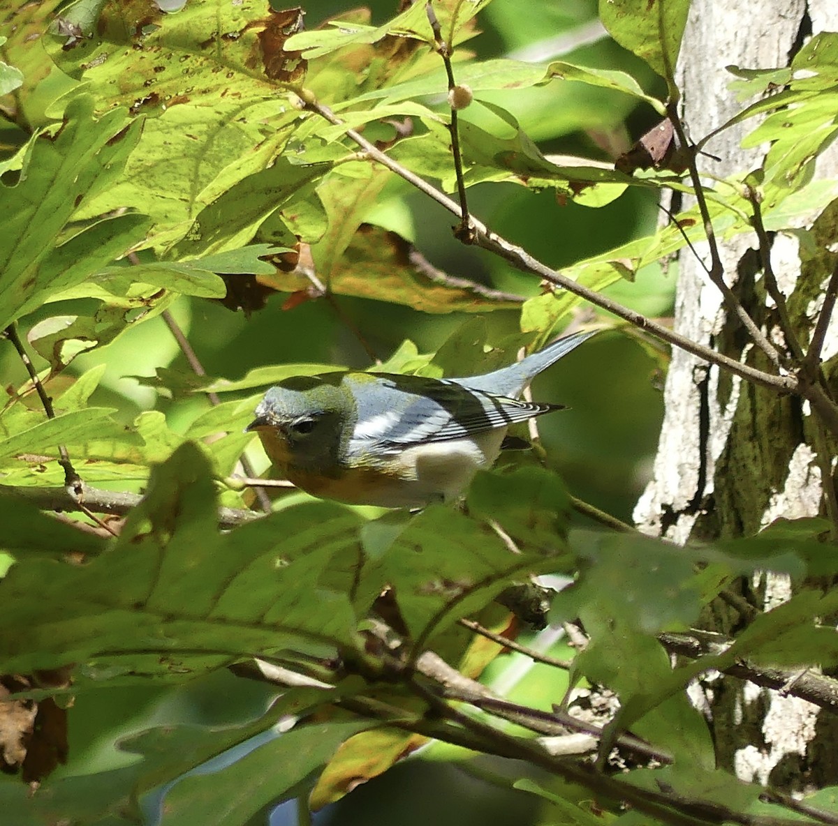 Northern Parula - ML642831707