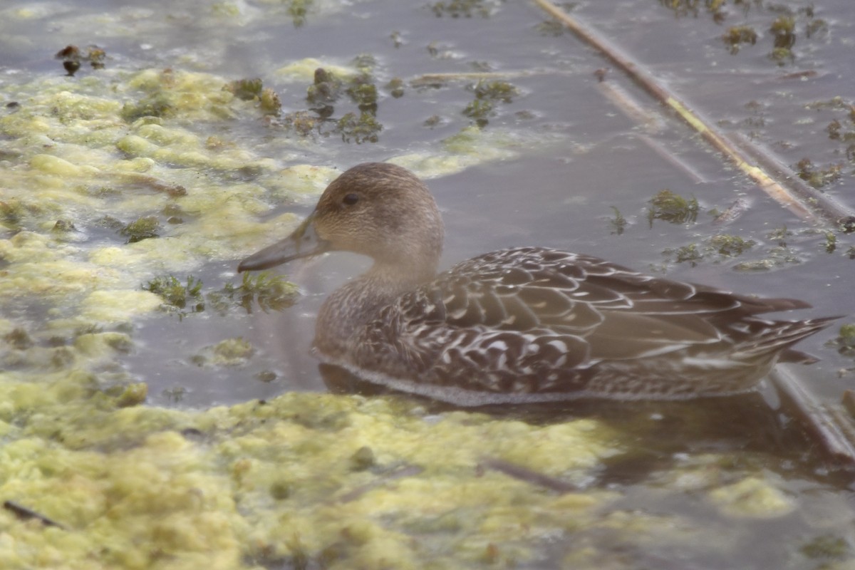 Northern Pintail - ML642831708
