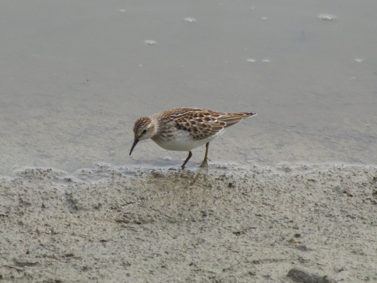 Least Sandpiper - ML642831709