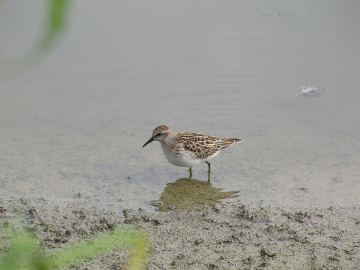 Least Sandpiper - ML642831712