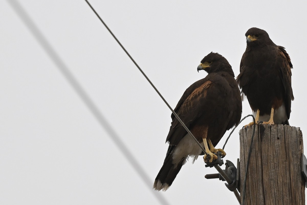 Harris's Hawk - ML642831713