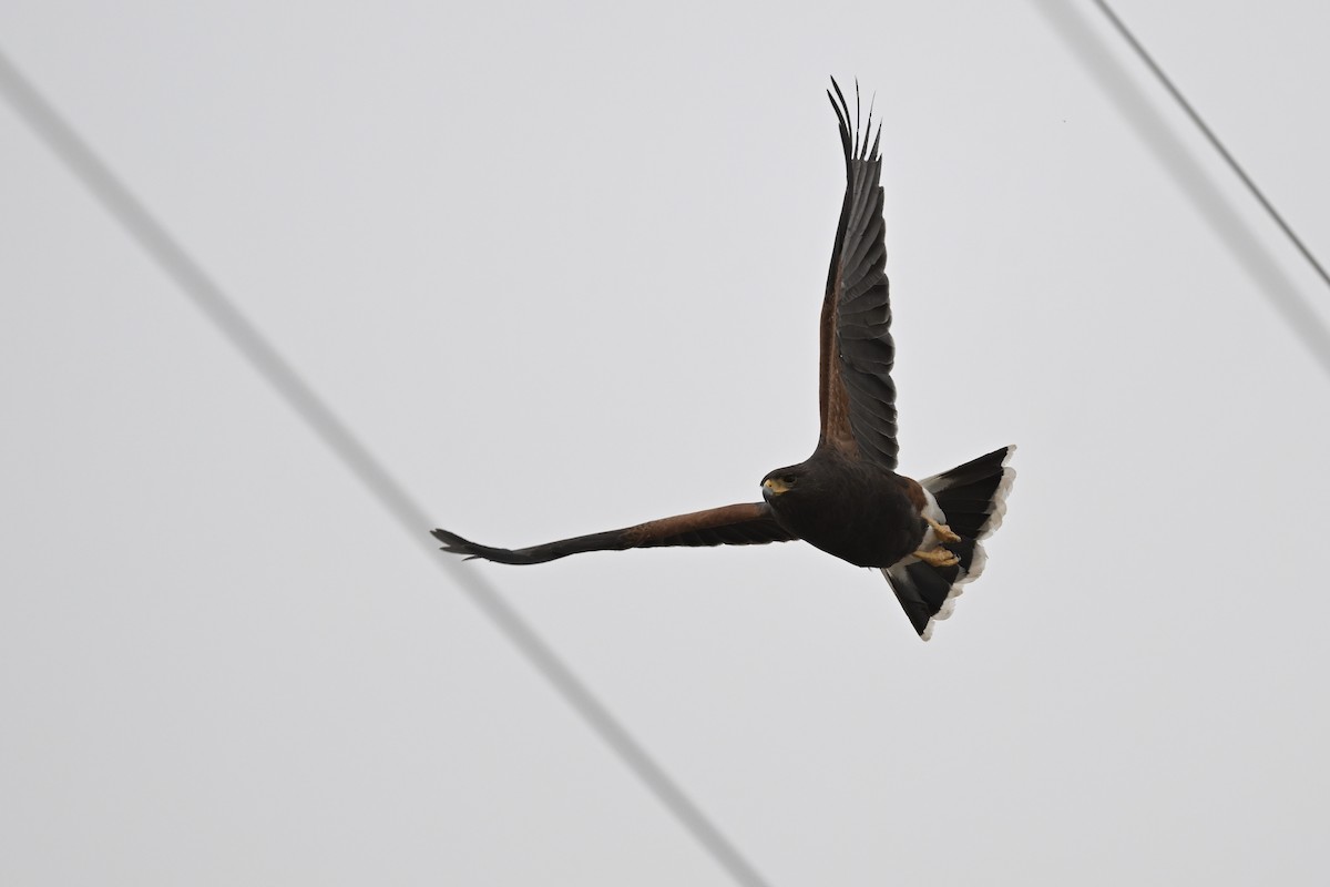 Harris's Hawk - ML642831714