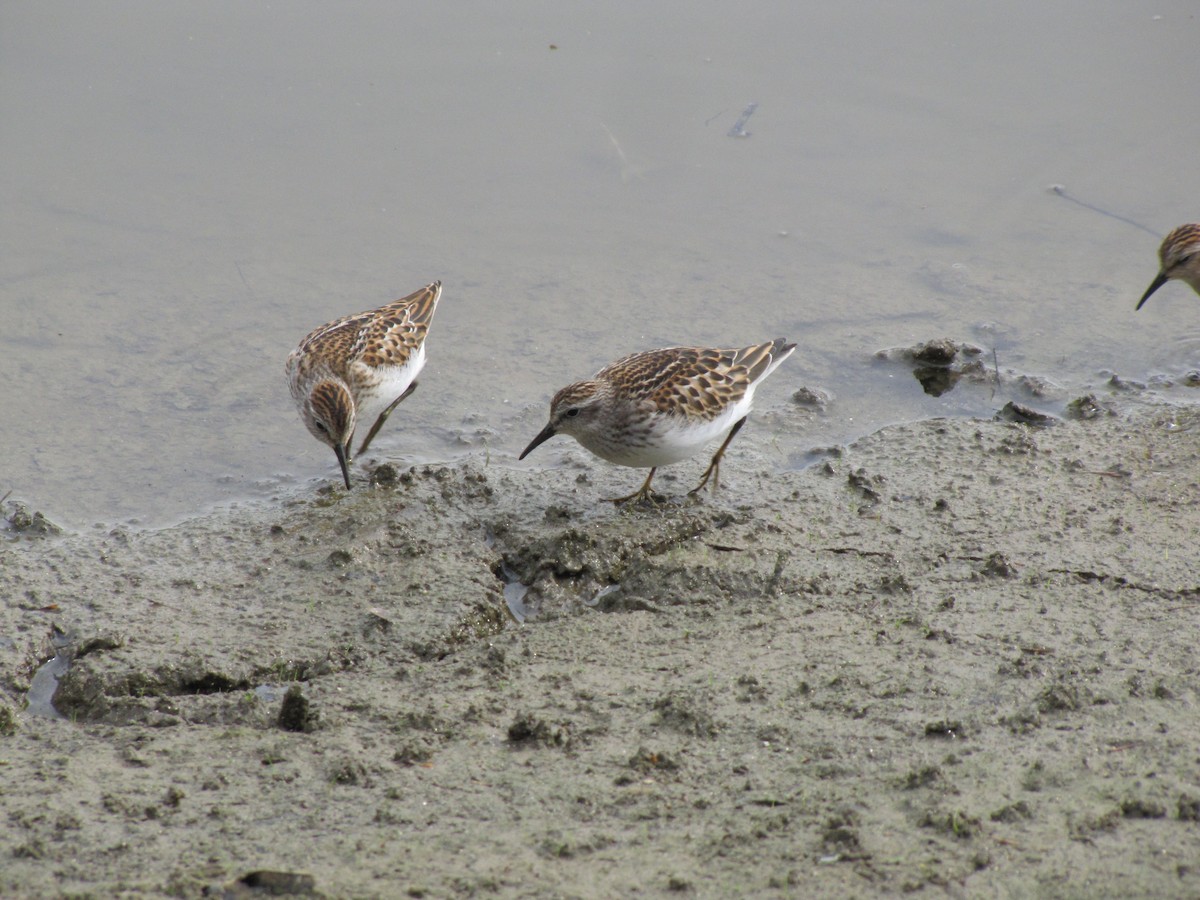 Least Sandpiper - ML642831715