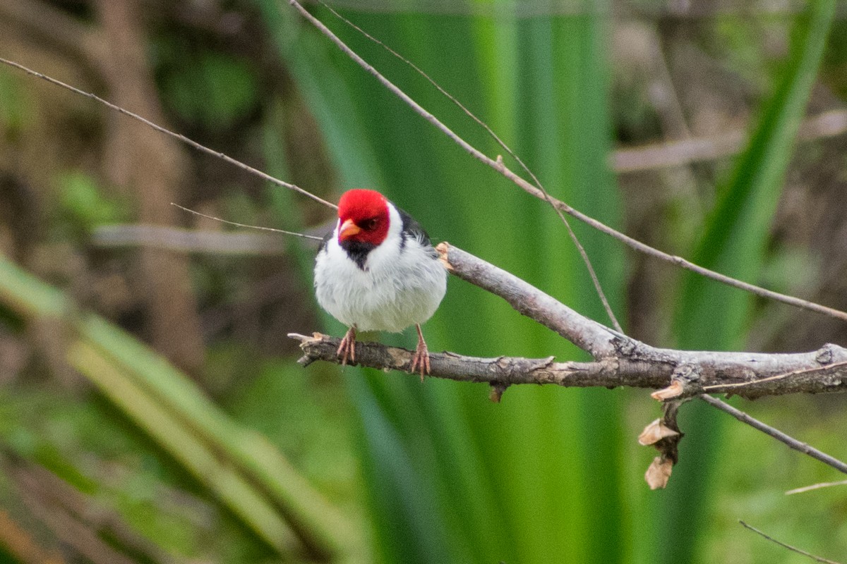 Yellow-billed Cardinal - ML642831716