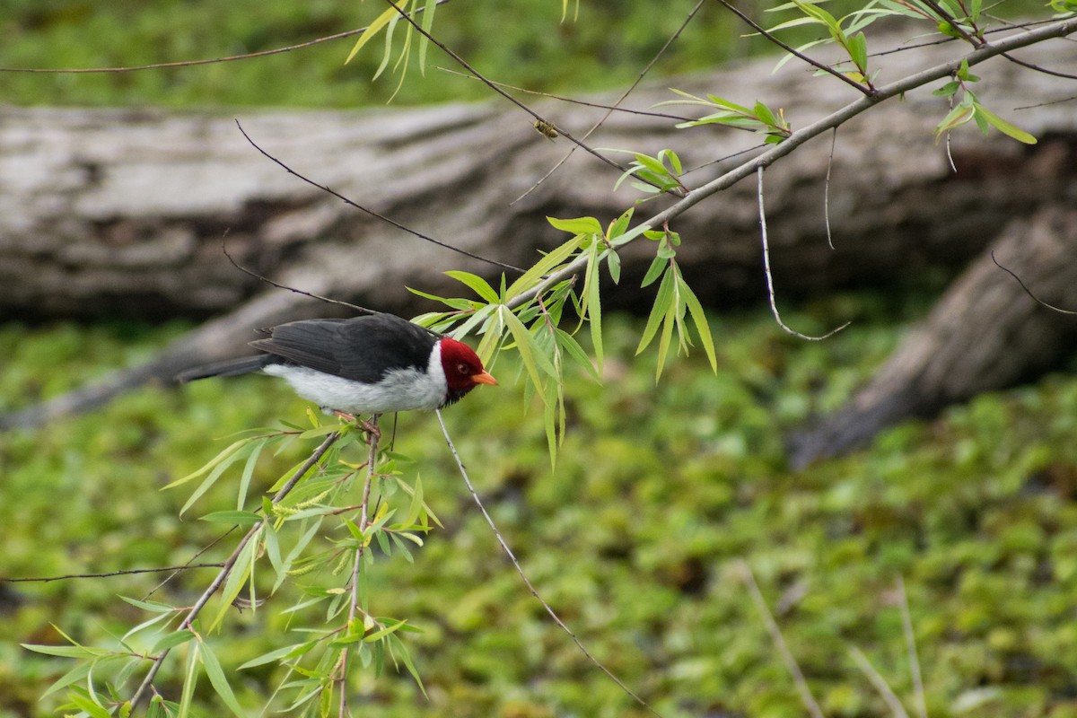 Yellow-billed Cardinal - ML642831717
