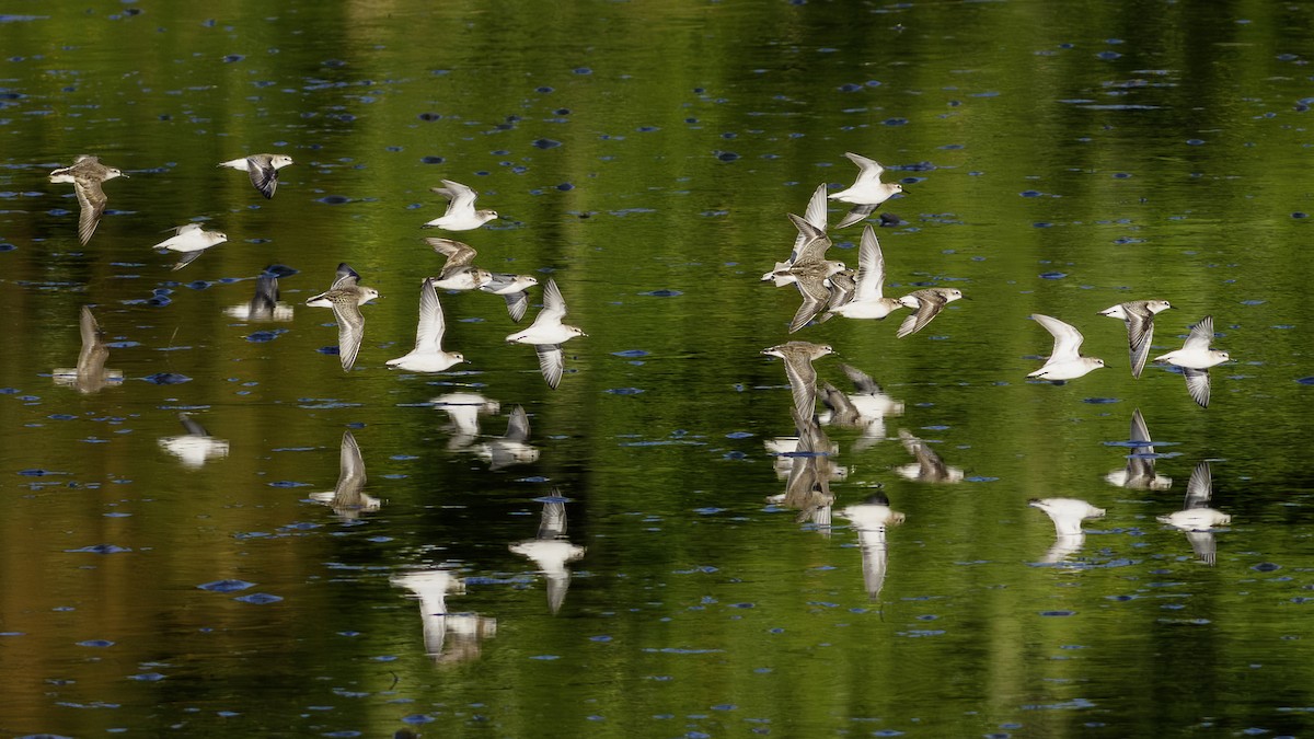 Pectoral Sandpiper - ML642831720