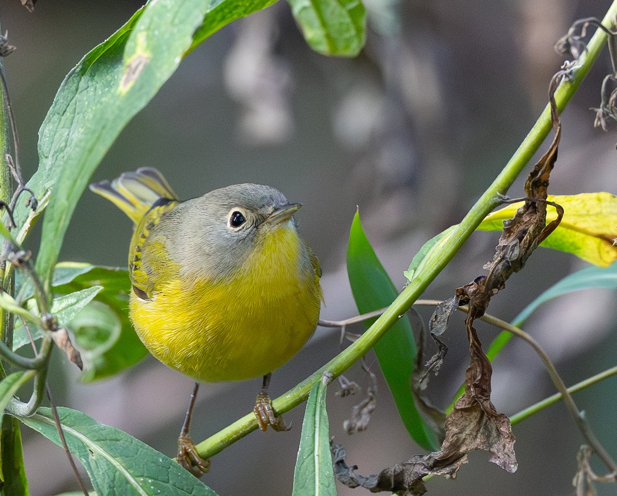 Nashville Warbler - ML642831723
