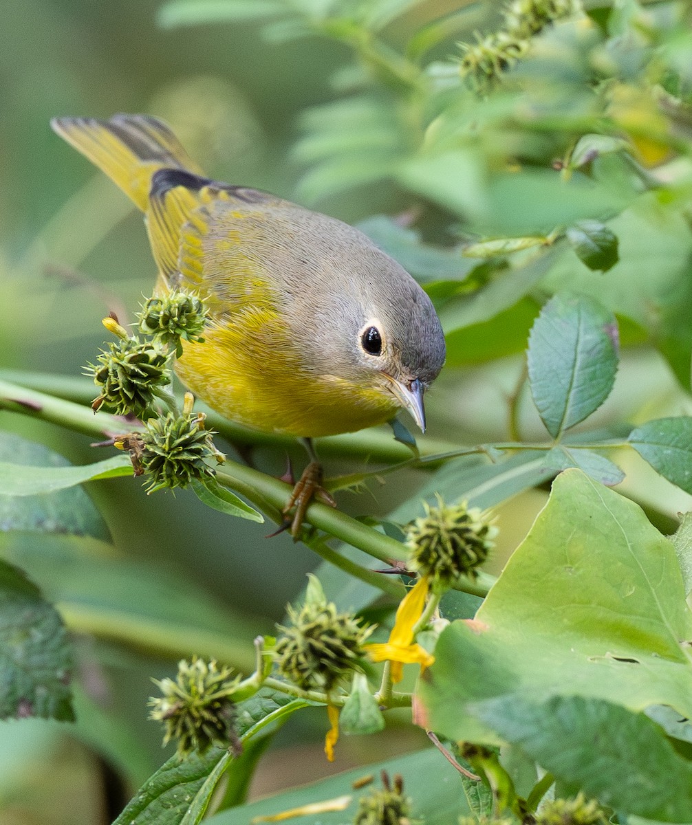Nashville Warbler - ML642831724