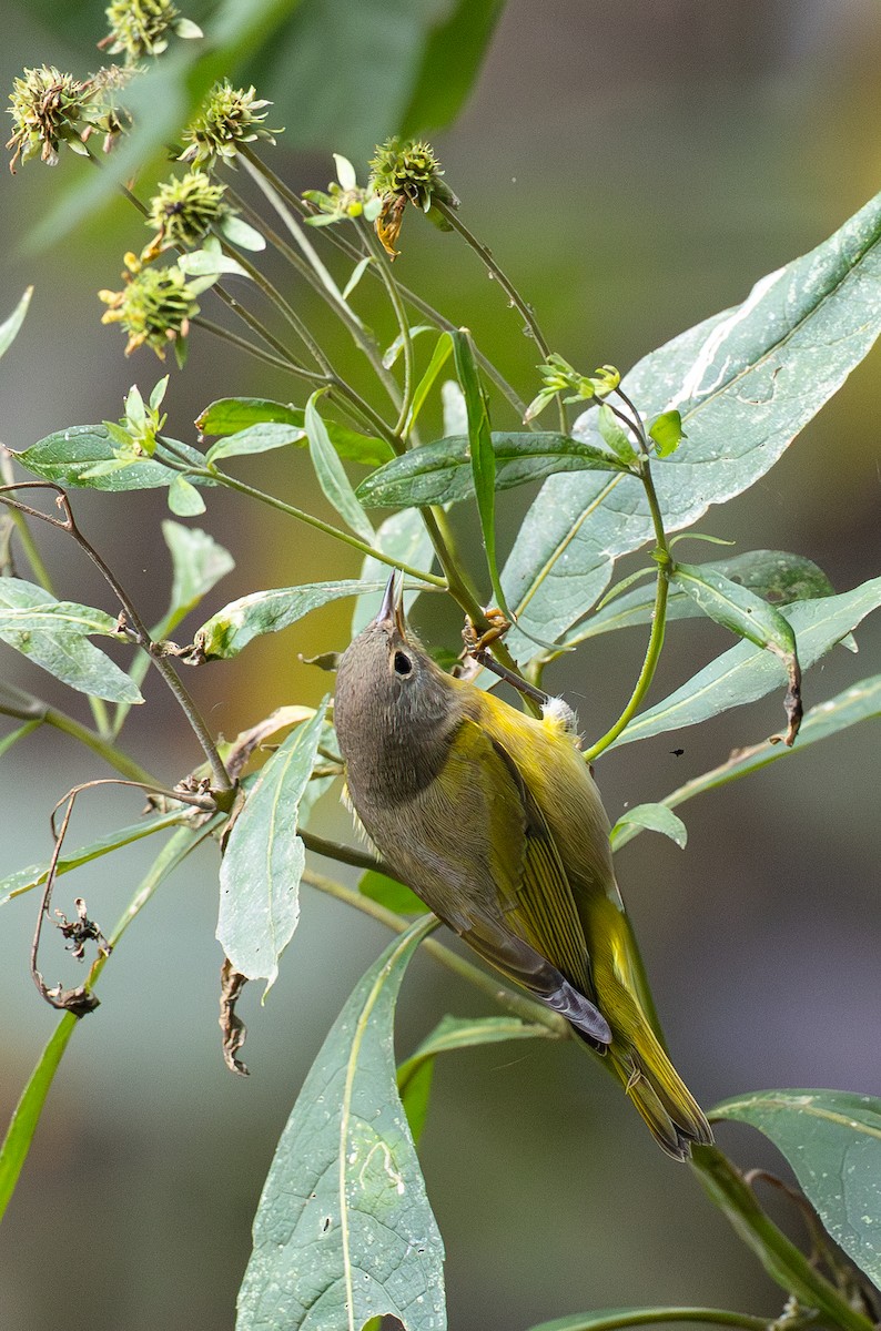 Nashville Warbler - ML642831725