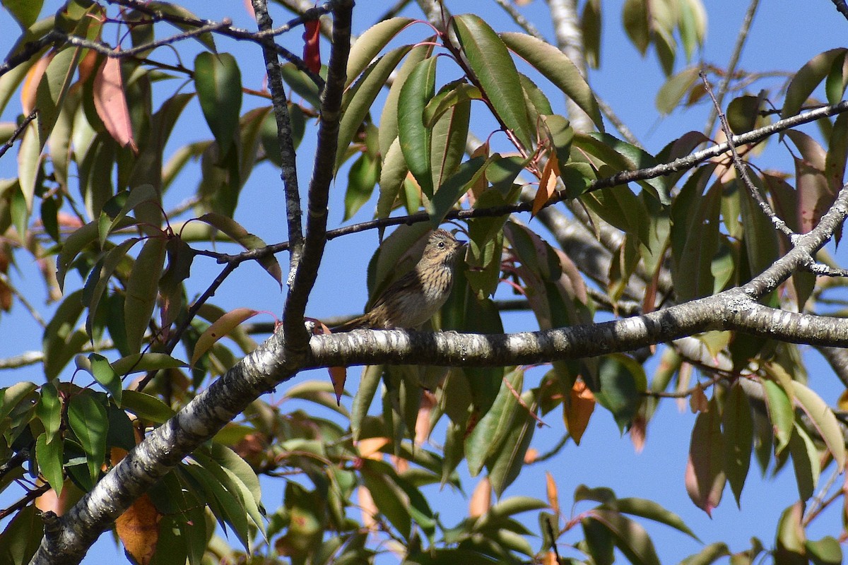 Lincoln's Sparrow - ML642831726