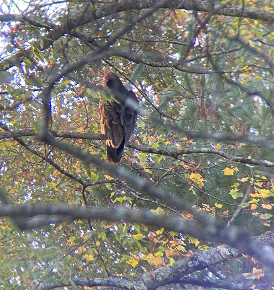 Turkey Vulture - ML642831727